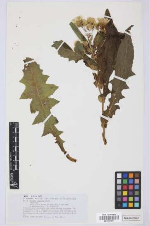 Sonchus congestus Willd.
