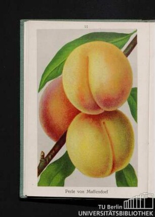 Perle von Muffendorf.