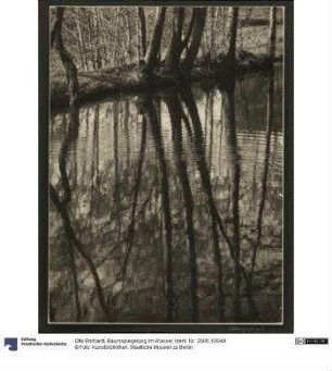 Baumspiegelung im Wasser