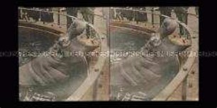 Flusspferd, Zoologischer Garten Berlin