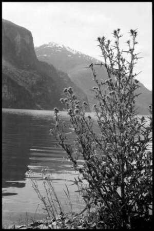 Flåm: Aurlandfjord, Strauch am Fjord