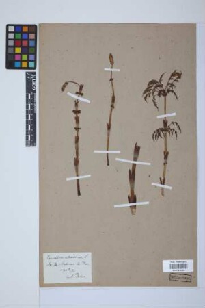 Equisetum sylvaticum L.