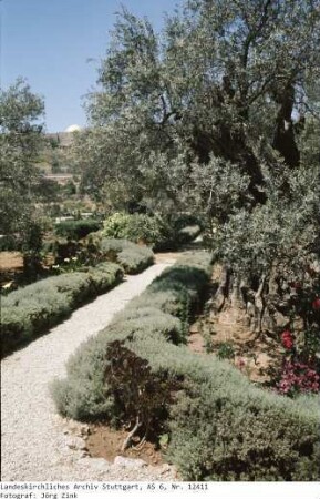 Israel: Gethsemane