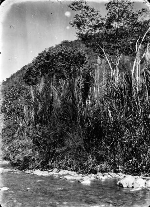 Am Rio Sarampiumi : Vegetation an einem Fluss