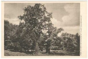 Reinhardswald