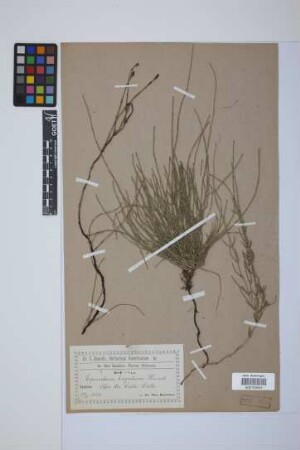 Equisetum bogotense Kunth