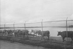 Raffinerie (Lateinamerika-Aufenthalte 1934/1942 - 2. Kolumbien 1934-1937)