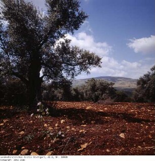 Israel: Galilaea
