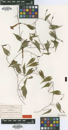 Ipomoea caudata Fernald [type]
