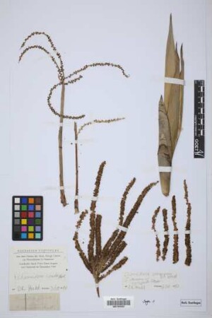 Chamaedorea arenbergiana H.Wendl.