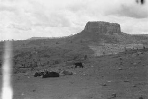 Tafelberg : Steinige Landschaft mit Rindern und einem Tafelberg im Hintergrund