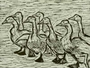 Gänse
