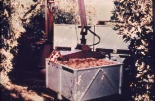 Fotografie: Gartenbautechnik-Freiland, Erntetechnik, Tomate