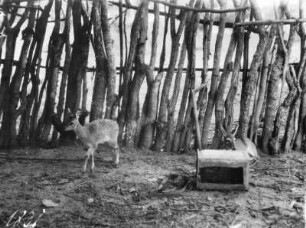 Antilopen : Zwei Impalas in einem Gehege