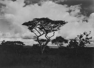 Savanne : Wolken über einer Savanne in Tansania