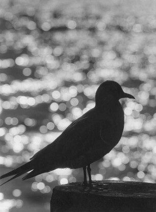 Möwe