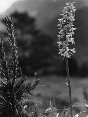 Knabenkräuter (Dactylorhiza), auch Fingerknabenkräuter, Fingerwurzen oder Kuckucksblumen genannt, bilden eine Gattung in der Familie der Orchideengewächse (Orchidaceae)