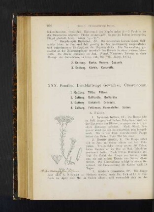 2. Gattung. Gurke, Melone. Cucumis. 3. Gattung. Kürbis. Curcurbita.