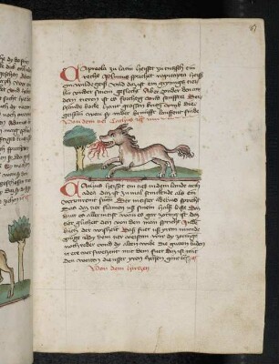 Tier "Cathus"; (Teil III A: Von den Tieren, die auf der Erde gehen)