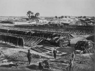 Trocknung von Tierhäuten : Trocknung von Tierhäuten in Paysandú