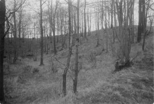 Schanze bei Doberschau: Abschnittswall. : Dobrušowe hrodźišćo.