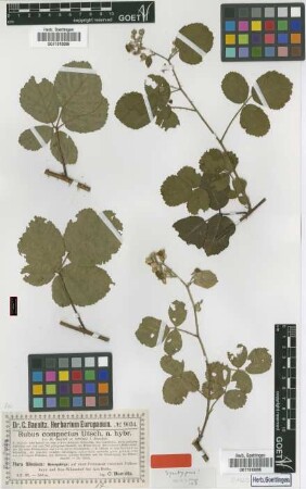 Rubus compactus Utsch [syntype]
