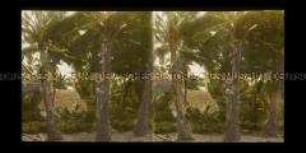 Hütte und Palmen auf Saipan, Inselgruppe Marianen