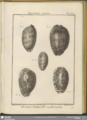 Pl. 352. Porcelaine. Cypraea