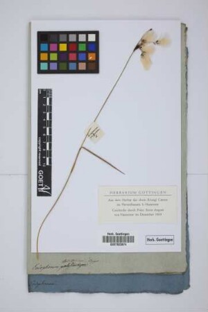 Eriophorum polystachion L.