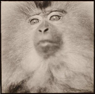 Affe