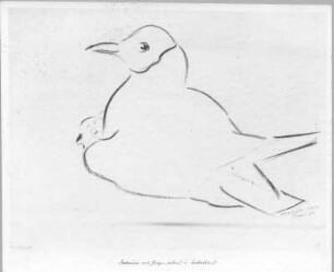 Lachmöwe mit Jungem, ruhend und beobachtend. Kohlezeichnung (1932; E. Richter). Dresden-Südvorstadt, Eisenstuckstraße, Atelier der Künstlerin