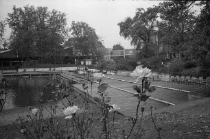 Herbstliche Rosenblüte im Stadtgarten