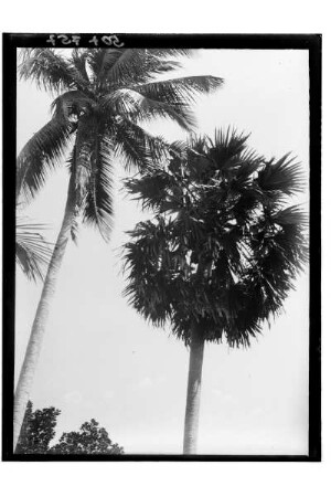 Palmen in Phetchaburi : Phetchaburi. Die Palmen von Petchaburi, 1909