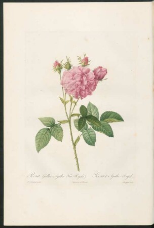 Rosa Gallica-Agatha. (Var. Regalis.) Rosier Agathe-Royale. Langlois sculp.