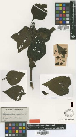 Stachycephalum argentinum Griseb. [type]