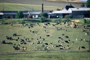 Stallanlagen der Agrargenossenschaft, weidende Kühe