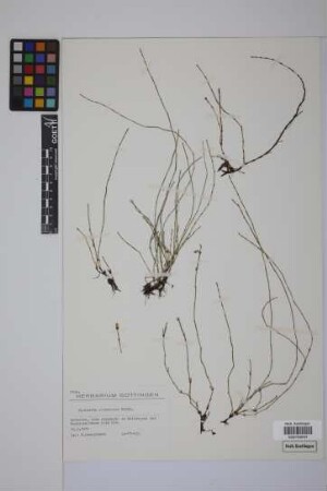 Equisetum scirpoides Michx.