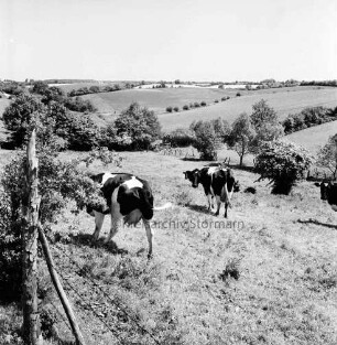 Klein Barnitz: Landwirtschaft: Kühe auf Weide: vorn links Zaun: im Hintergrund Knicklandschaft