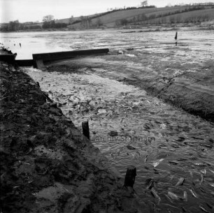 Heilshooper Teich: Fischzucht Hans Duis: Karpfenfischen: Ablassen des Teiches: links Wehr: im Vordergrund zappelnde Karpfen