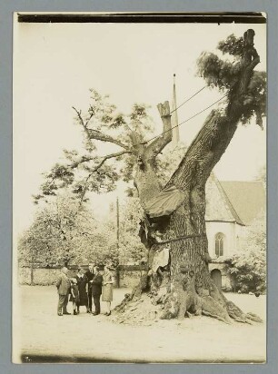 Die alte Lutherlinde in Prießnitz bei Bad Lausick : Prießnitz. Aufnahme einer unbekannten Familie an der Alten Linde vor der Annen-Kirche