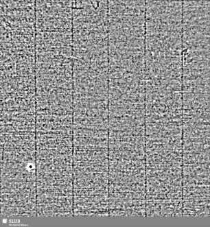 Lilienschild + C & I HONIG / IV = S.1/2