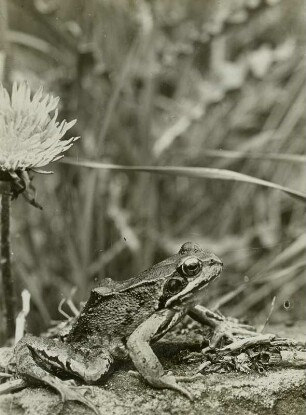 Grasfrosch (Rana temporaria)