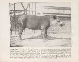 Berg-Tapir