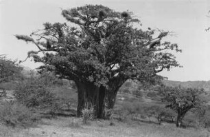 Baobab Baum im Anseba Tal : Blick auf einen Baobab Baum im Anseba Tal bei Keren.