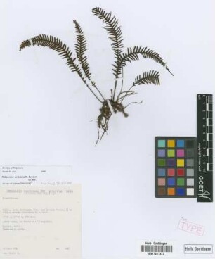 Melpomene personata Lehnert [paratype]