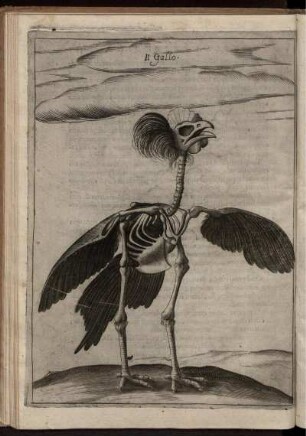 Del Gallo