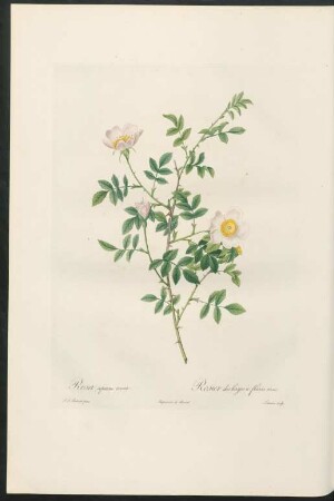 Rosa sepium rosea. Rosier des hayes à fleurs roses. Lemaire sculp.