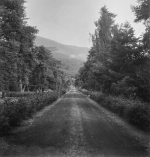 Allee : Blick entlang einer Allee durch Buea.