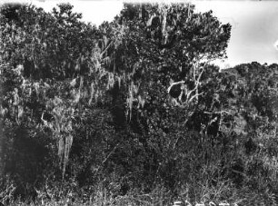 Bäume mit Bartflechten : Bäume mit Bartflechten am Westhang des Mount Meru.