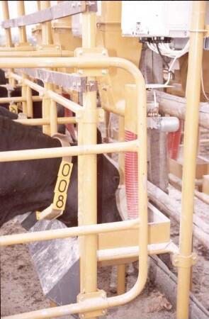 Fotografie: Fütterungstechnik, Milchviehhaltung, Kraftfutter, Abruffütterung, Halsbandtransponder